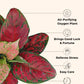 Aglaonema Red Beauty (Small) in Eco Pot