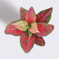 Aglaonema Red Beauty (Small) in Eco Pot