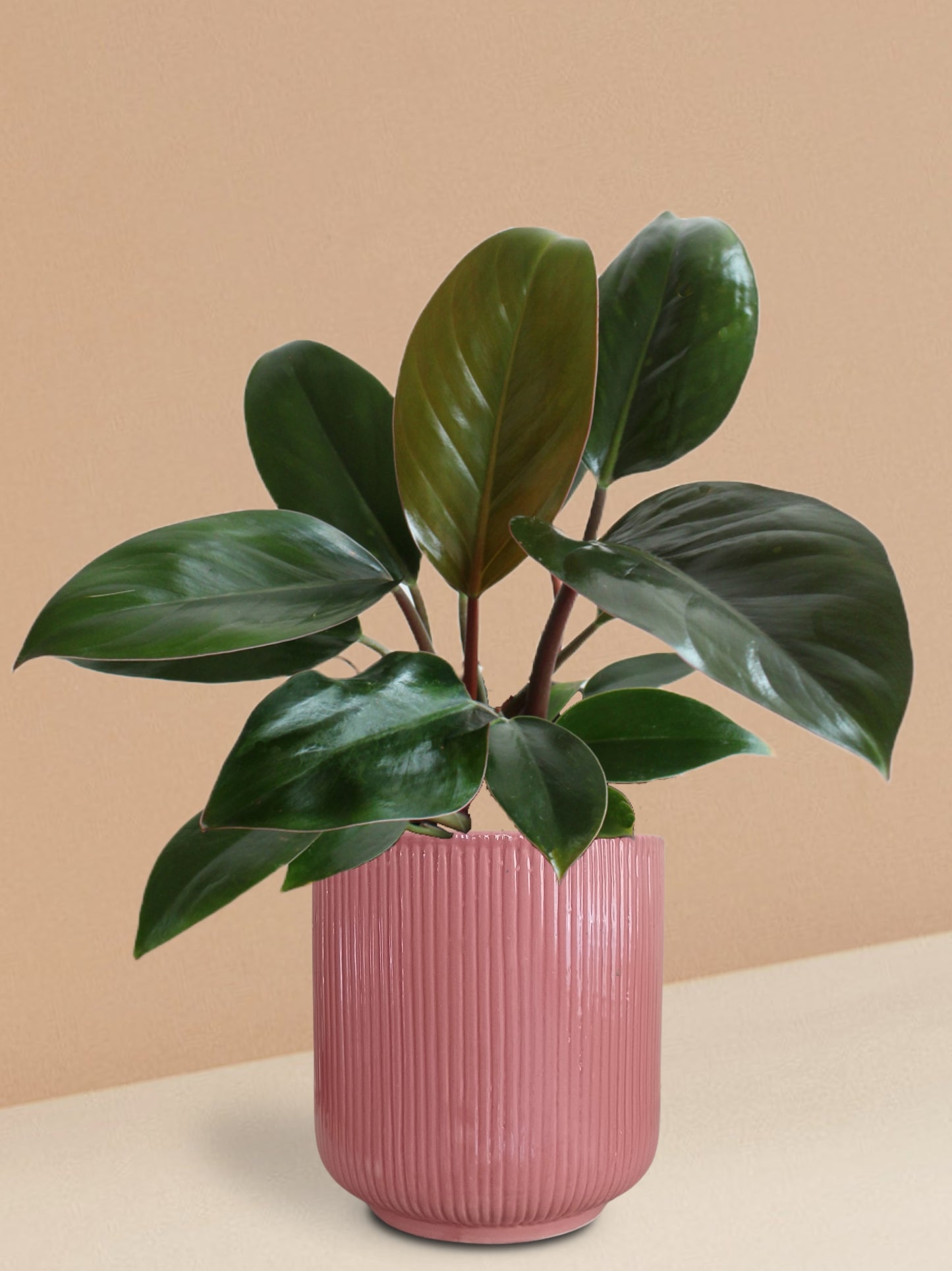 Rojo Congo Philodendron Plant in Ceramic Pot (Large)