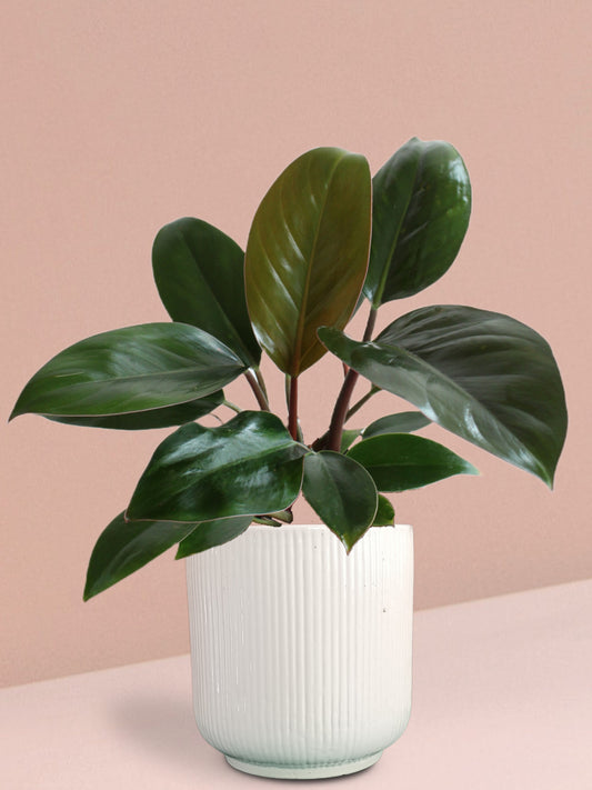 Rojo Congo Philodendron Plant in Ceramic Pot (Large)