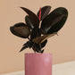 Rubber Burgundy Plant in Ceramic Pot (Large)