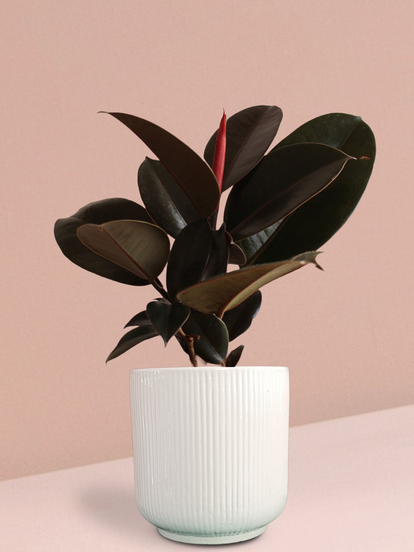 Rubber Burgundy Plant in Ceramic Pot (Large)