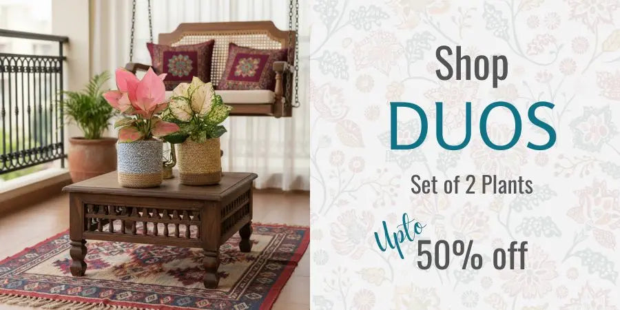 shop beautiful indoor plants in pairs and save more