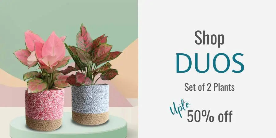 shop beautiful indoor plants in pairs and save more