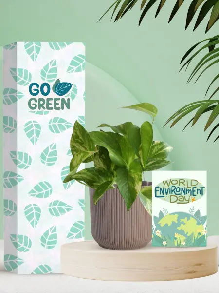 shop trendy green plants online for environment day gifts