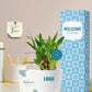 small size plants for relaxing onboarding gifts