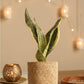 Snake Plant Futura Superba (Medium)