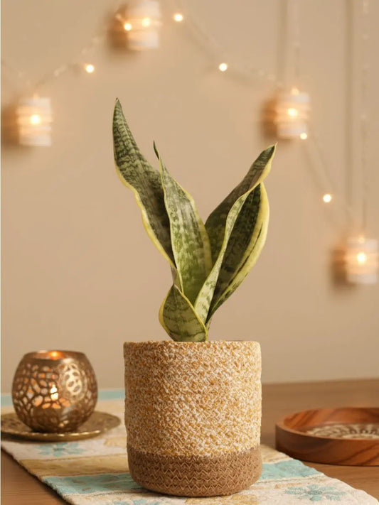 Snake Plant Futura Superba (Medium)