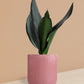 Snake Plant Black Dragon in Ceramic Pot (Medium)