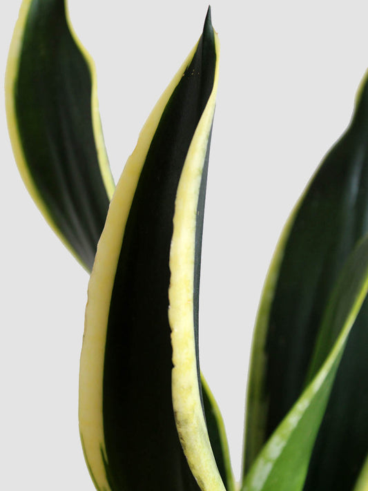 Snake Plant Black Jack (Medium)