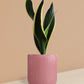Snake Plant Black Jack in Ceramic Pot (Medium)