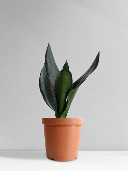 dark green sansevieria snake plant Snake Plant Black Dragon (Medium)