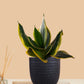 Lotus Golden Snake Plant (Small) in Eco Pot