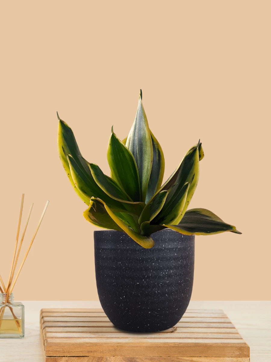 Lotus Golden Snake Plant (Small) in Eco Pot