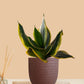 Lotus Golden Snake Plant (Small) in Eco Pot