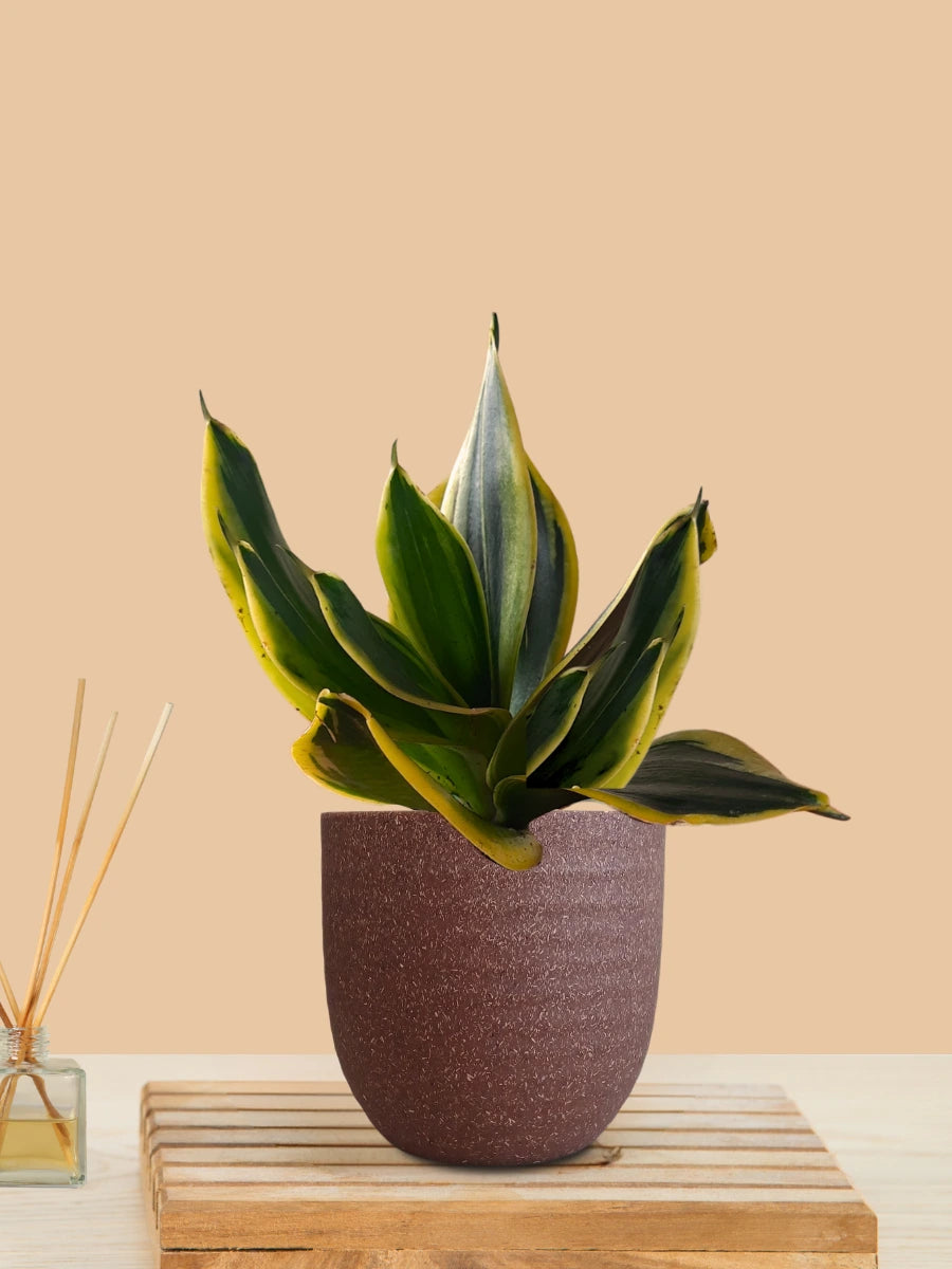 Lotus Golden Snake Plant (Small) in Eco Pot