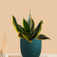 Lotus Golden Snake Plant (Small) in Eco Pot