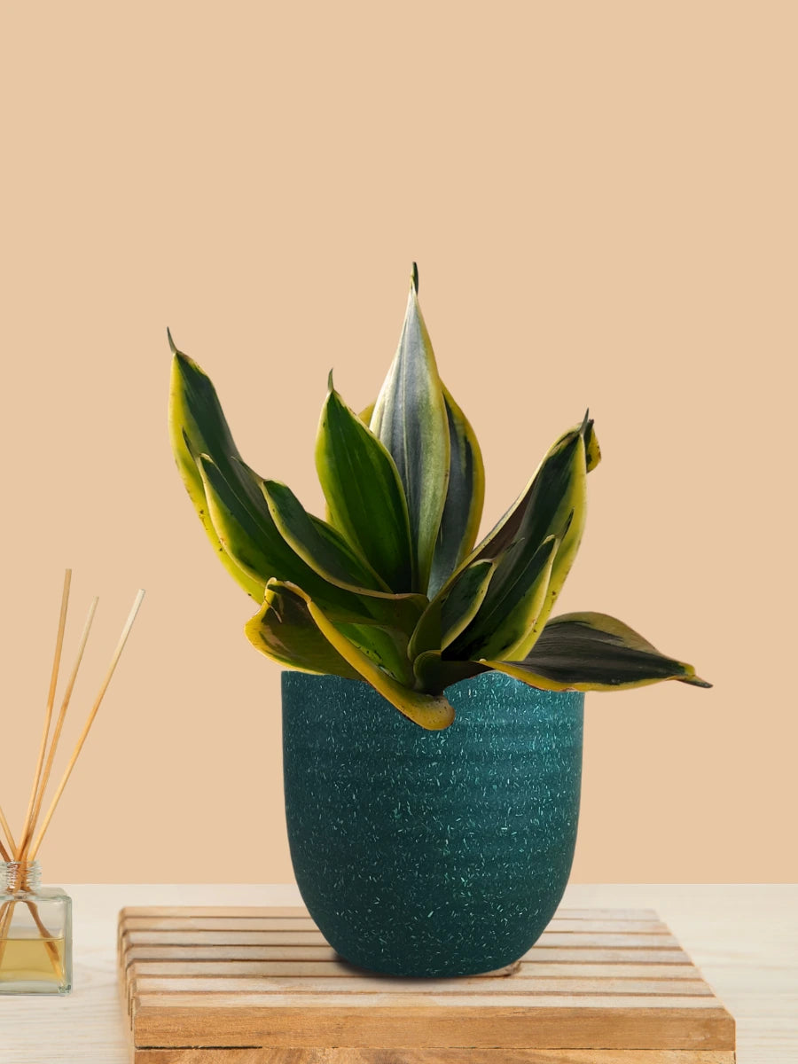 Lotus Golden Snake Plant (Small) in Eco Pot