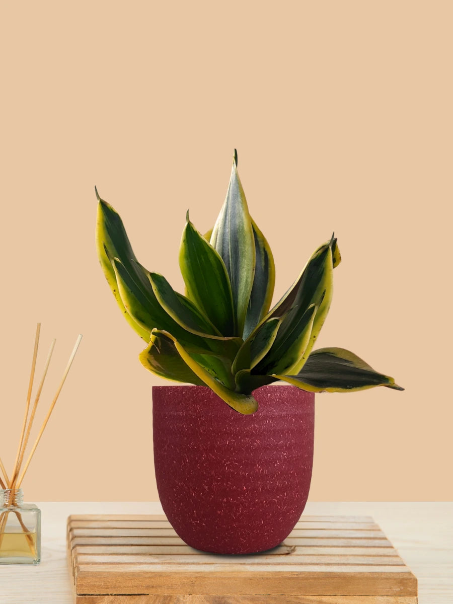 Lotus Golden Snake Plant (Small) in Eco Pot