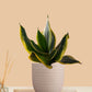 Lotus Golden Snake Plant (Small) in Eco Pot