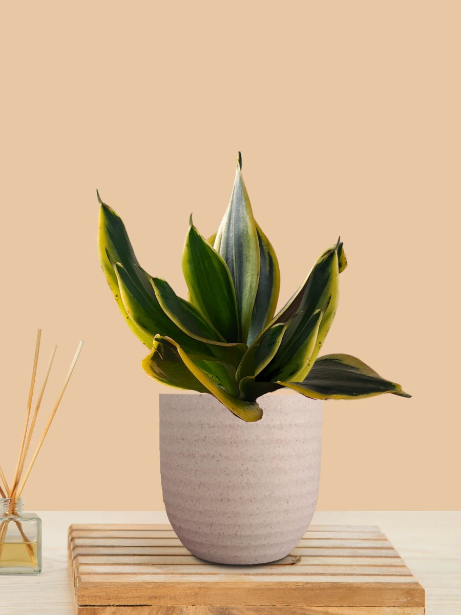 Lotus Golden Snake Plant (Small) in Eco Pot