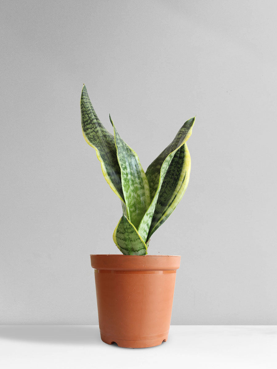 sansevieria superba snake plant Snake Plant Futura Superba (Medium)