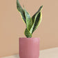Snake Plant Futura Superba in Ceramic Pot (Medium)