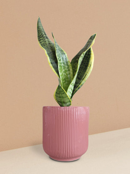 Snake Plant Futura Superba in Ceramic Pot (Medium)