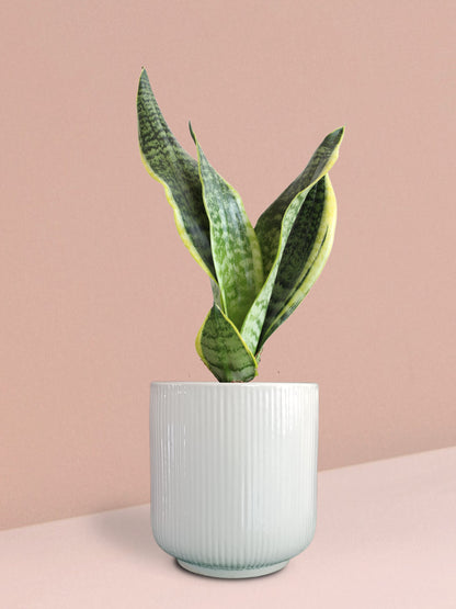 Snake Plant Futura Superba in Ceramic Pot (Medium)