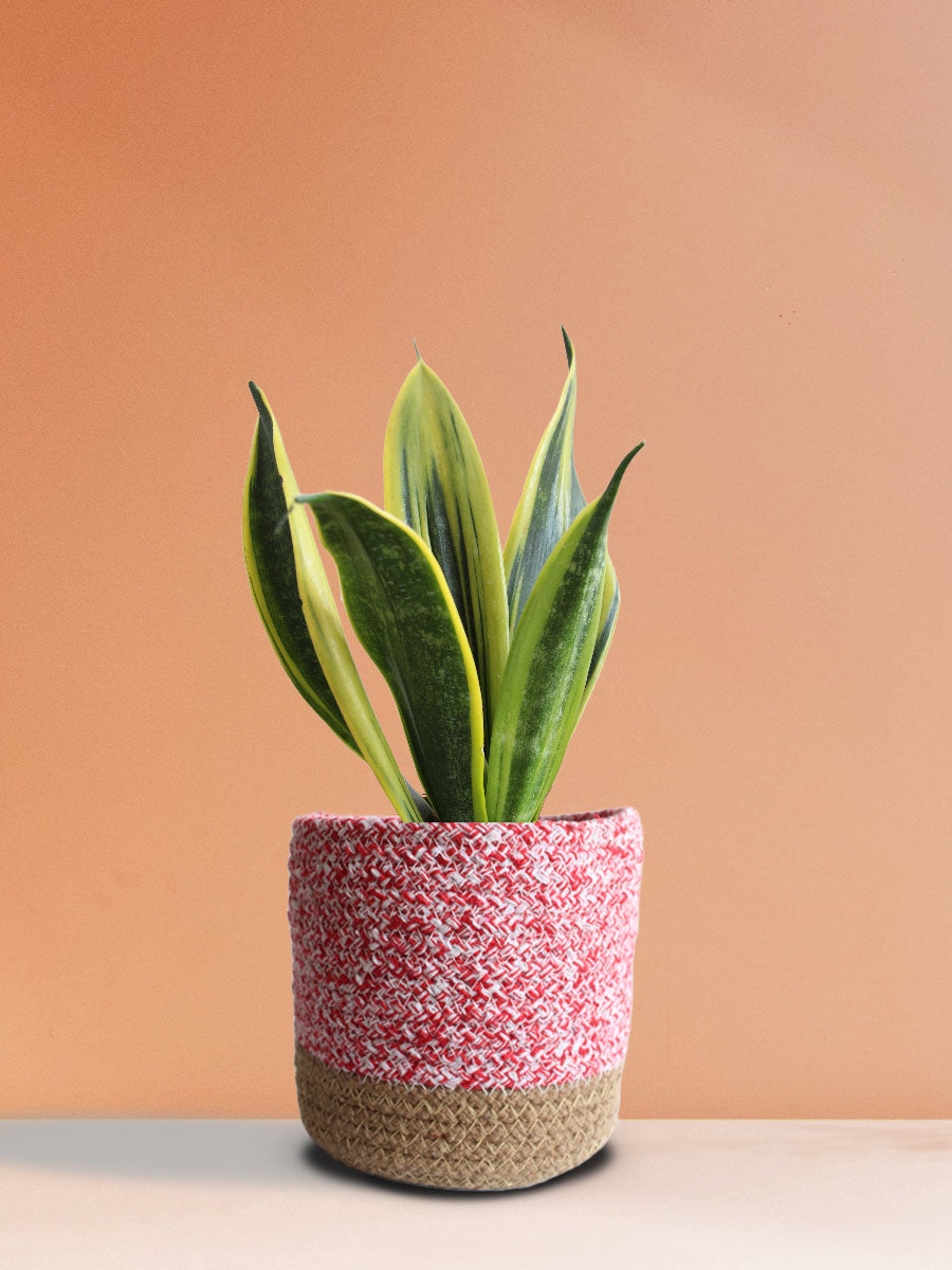 Buy Snake Plant Golden Flame in Eco-friendly Pink Planter