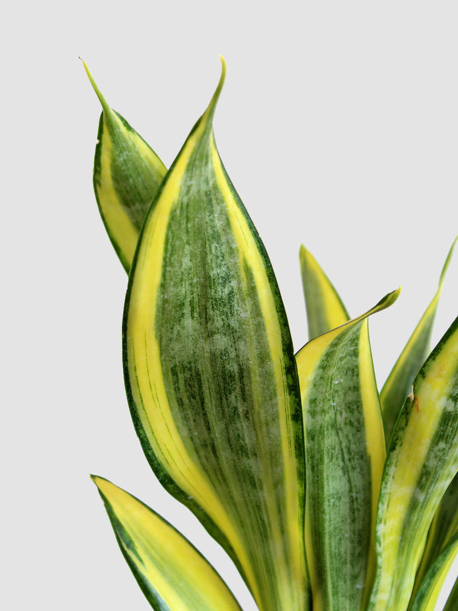 gold hahnii snake plant Snake Plant Golden Hahnii (Medium)