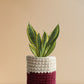 But Sansevieria Golden Hahnii in Eco-friendly knitted planter