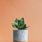 Snake Lotus Plant Gift in Eco Pot (Medium)