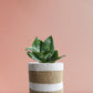 Snake Lotus Plant Gift in Eco Pot (Medium)