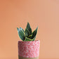 Snake Plant Jade Lotus (Medium)