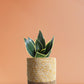 Snake Plant Jade Lotus (Medium)