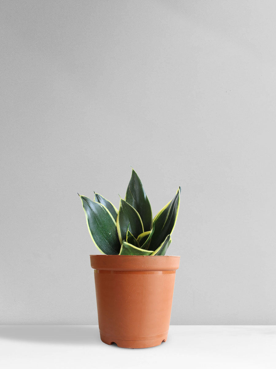 jade snake plant Snake Plant Jade Lotus (Medium)