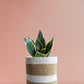 Buy Snake Plant Jade Lotus in Eco-friendly brown pot