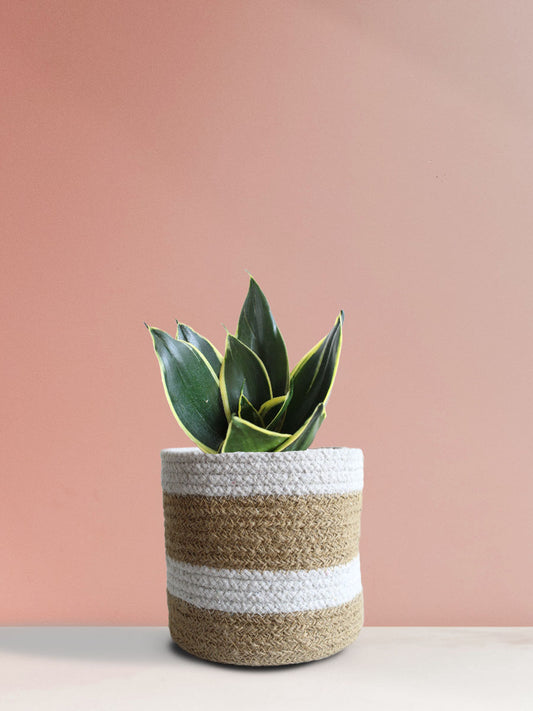 Buy Snake Plant Jade Lotus in Eco-friendly brown pot