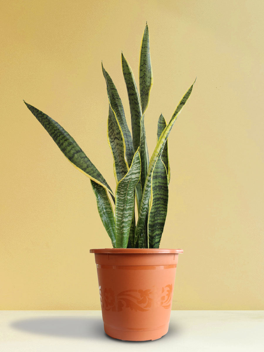 bamboo snake plant Snake Plant Laurentii (X-Large)