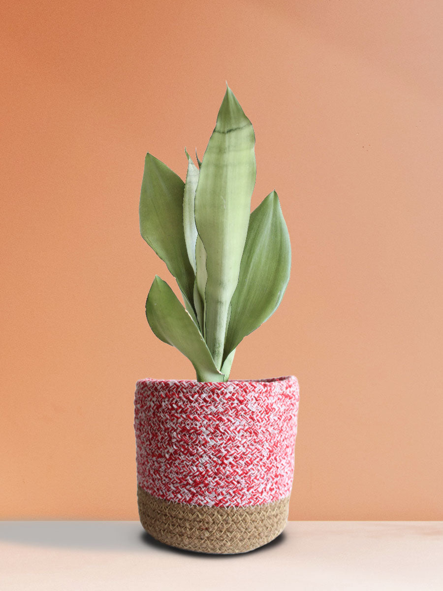 Buy Snake Plant Moonshine in eco-friendly pink planter