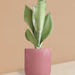 Snake Plant Moonshine in Ceramic Pot (Medium)