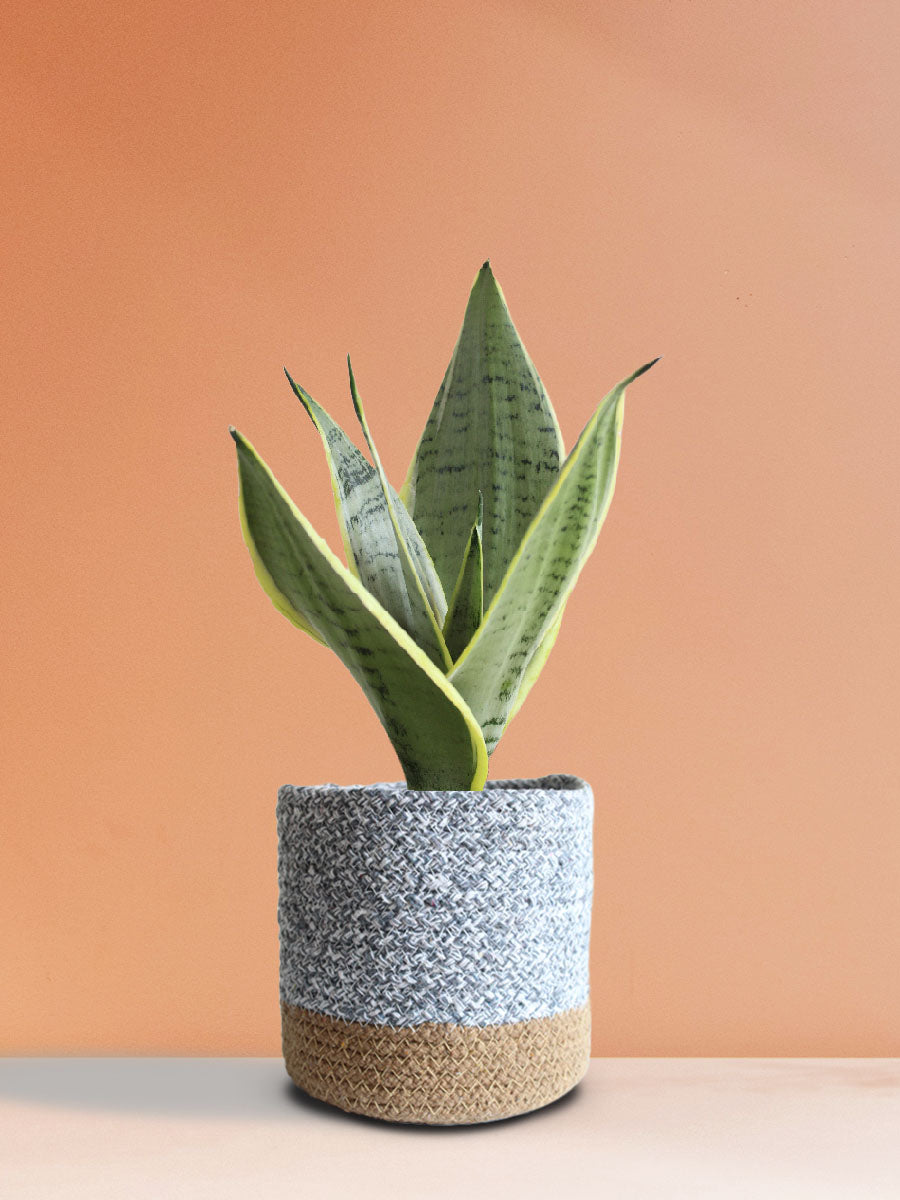 grey snake plant Snake Plant Silver Queen (Medium)