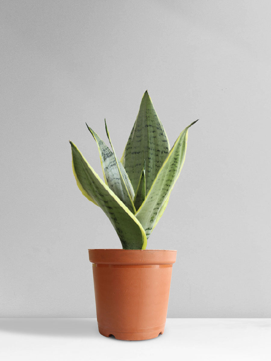 silver queen snake plant varieties Snake Plant Silver Queen (Medium)