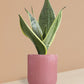 Snake Plant Silver Queen in Ceramic Pot (Medium)