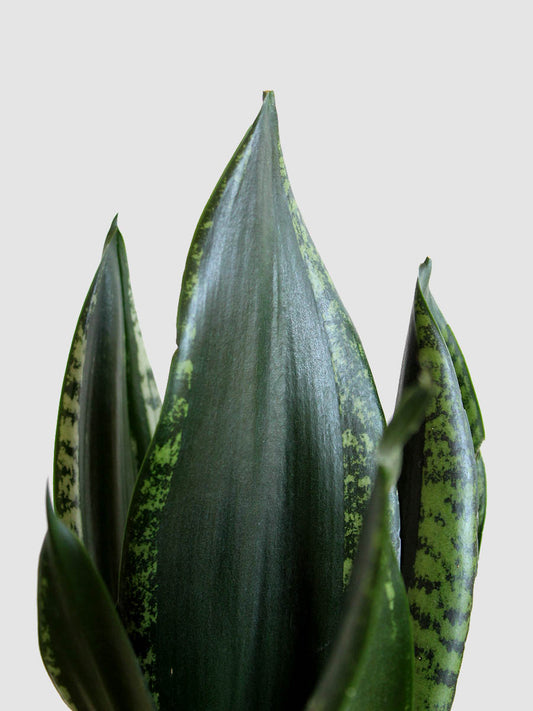 Snake Plant Whitney (Medium)