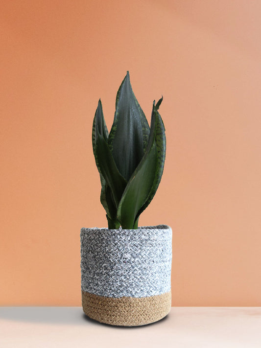 Buy Snake plant Whitney in Eco-friendly Grey Planter