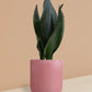 Snake Plant Whitney in Ceramic Pot (Medium)