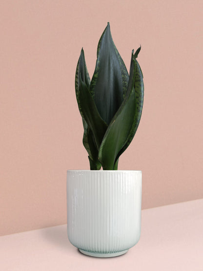Snake Plant Whitney in Ceramic Pot (Medium)