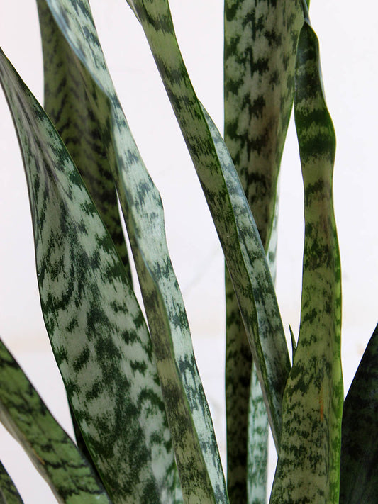 Snake Plant Zeylanica (X-Large)